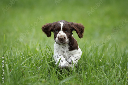 Cute little english springer spaniel puppy running on the grass
