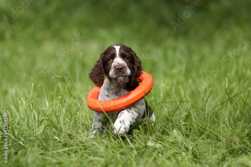 Obraz na plátně Funny little english springer spaniel puppy playing in the park