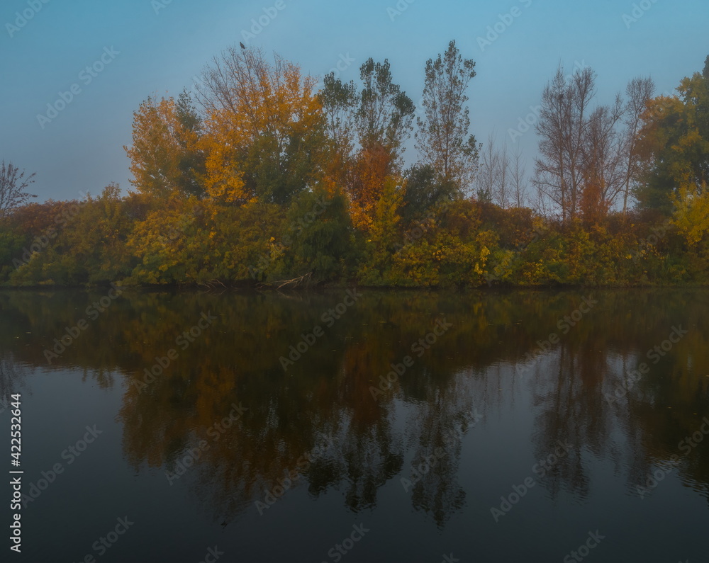 Autumn fog on the river. Poplar grove in the fog.