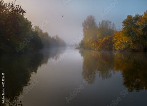 Autumn fog on the river. Poplar grove in the fog.