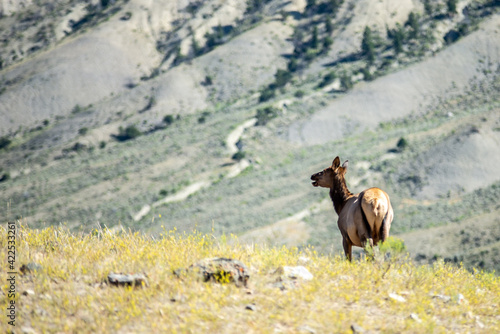 elk in the mountains of yellowstone