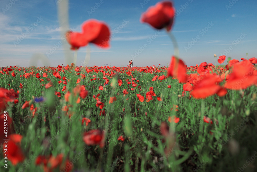 Obraz premium field of red poppies, field of poppies, poppy field in summer, poppy field with sky, many poppys, beautiful sky