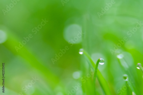 Fresh spring grass with dew drops