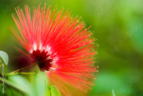 Calliandra surinamensis, family mimosaceae, common names Pink PowderPuff flower. photo