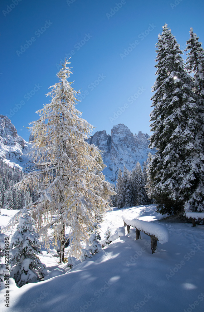 Obraz premium Val Venegia autunno sotto la neve, paesaggio innevato delle Pale di San Martino. Dolomiti innevate