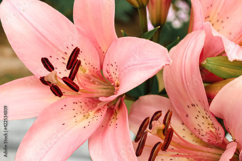 Beautiful pink lilly in the garden, Lily joop flowers, Lilium oriental joop. Floral, spring, summer background. Close up. Selective focus.