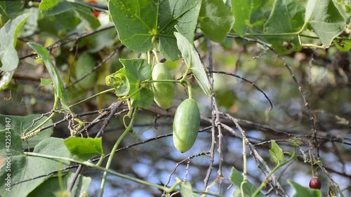 green Ivy gourd in garden photo