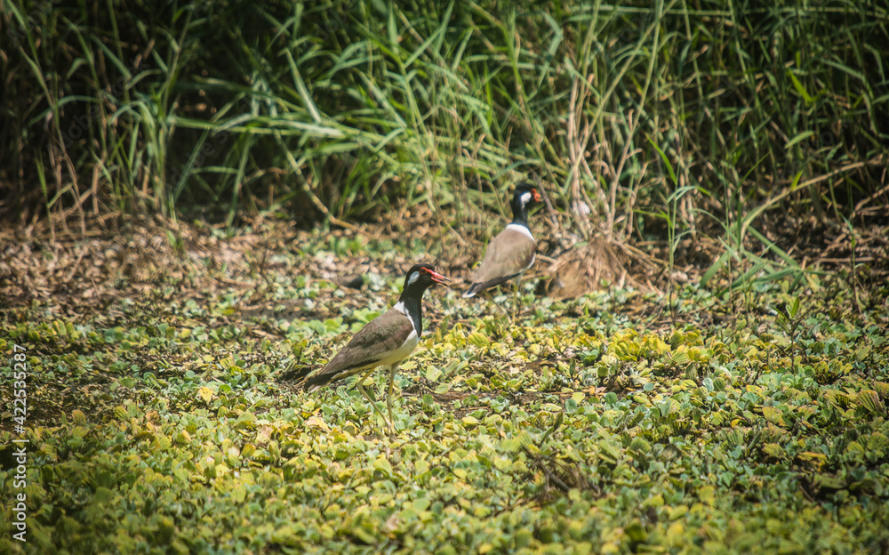 Red-wattled bird The lapwing is walking for a living in the swamp. Red-wattled bird The lapwing is walking for a living in the swamp.