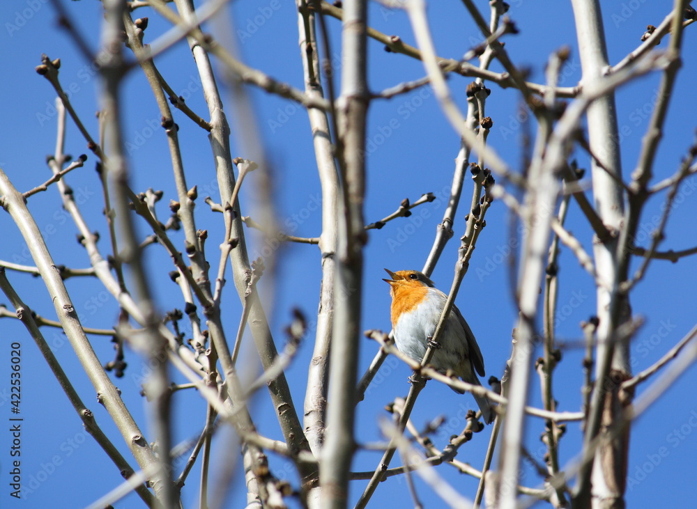 Fototapeta premium European Robin (erithacus rubecula) perching in a tree and singing, seen against a blue sky. Early spring, and the branches are still bare.