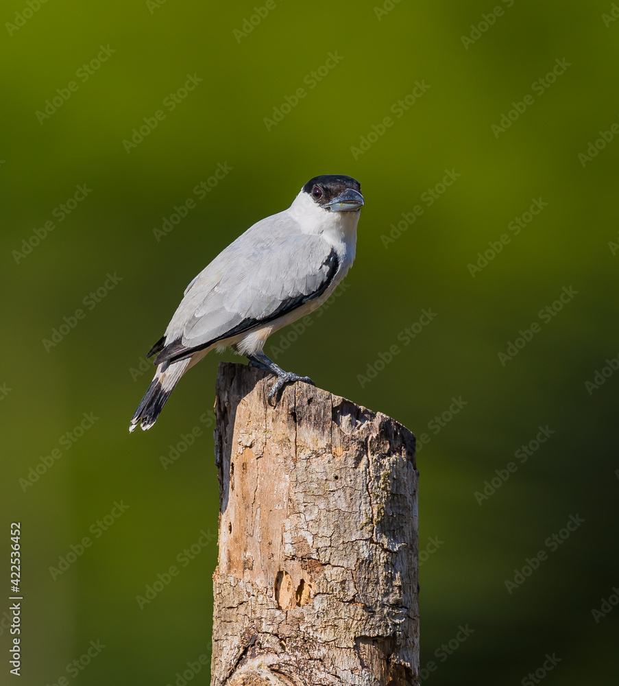 Black, white and gray palm tanager in Costa Rica.CR2 Black, white and gray palm tanager in Costa Rica.CR2