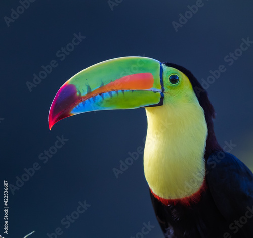 Brightly colored keel-billed toucan of Costa Rica