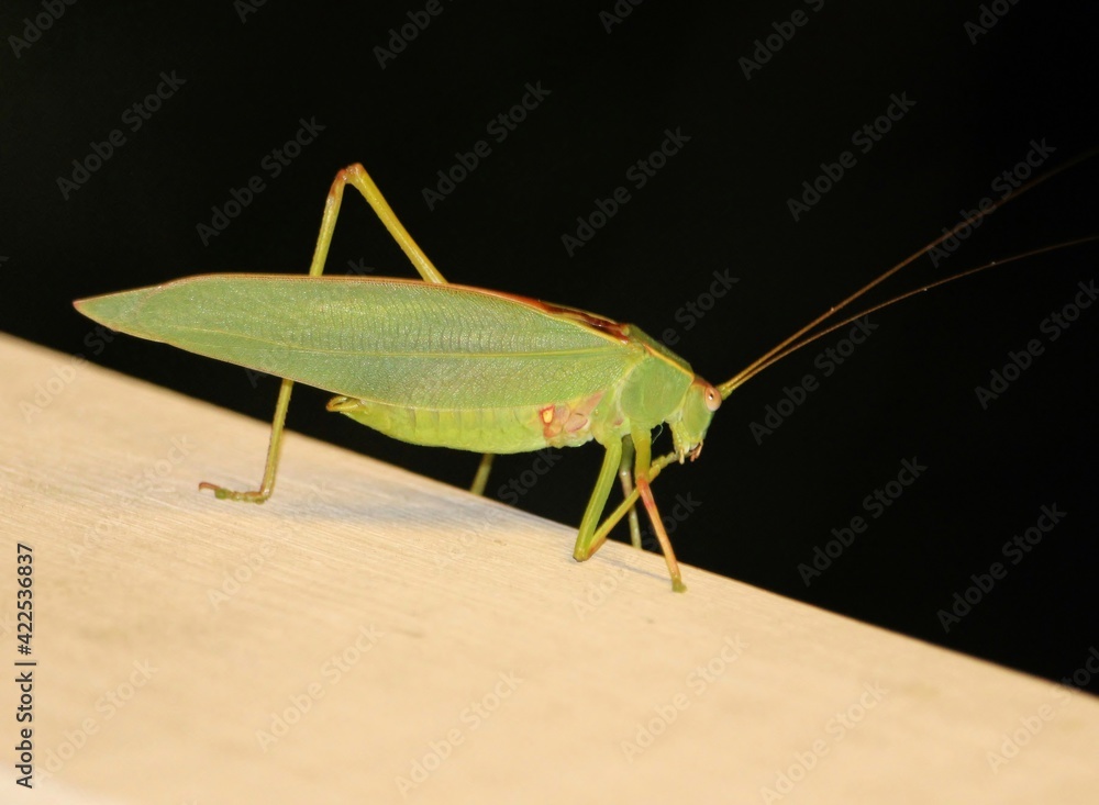 Gum-leaf Katydid (Torbia viridissima) at night, South Australia Gum-leaf Katydid (Torbia viridissima) at night, South Australia