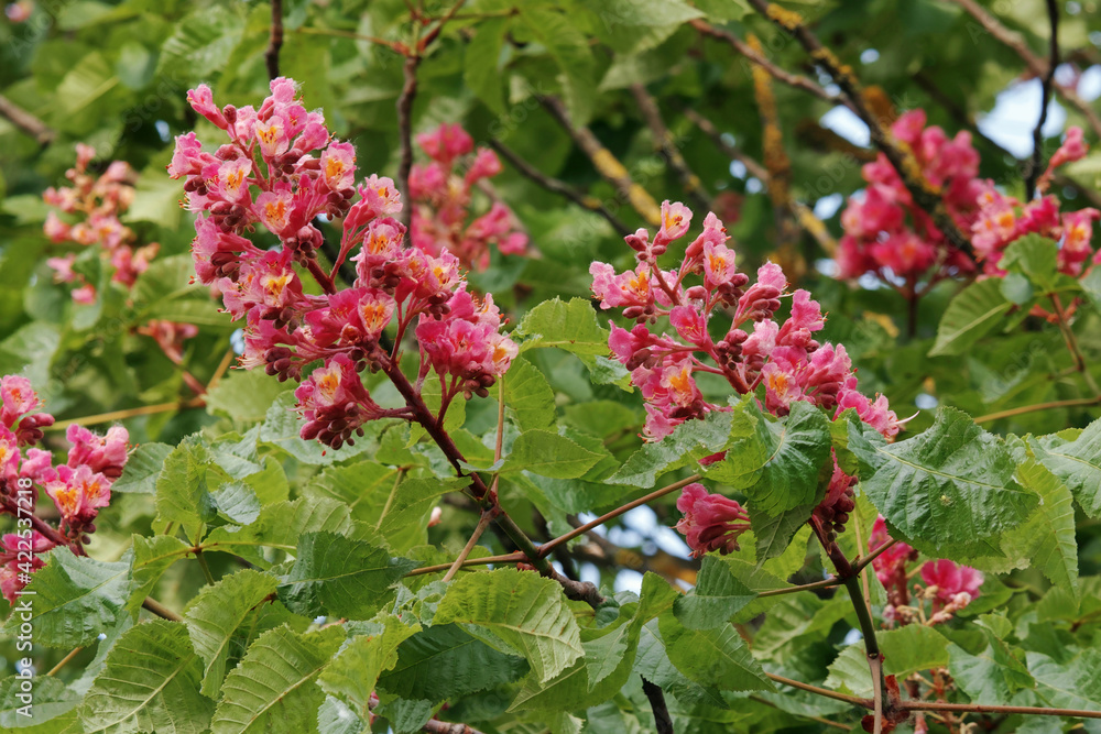 flowers and leaves of red horse chestnut
