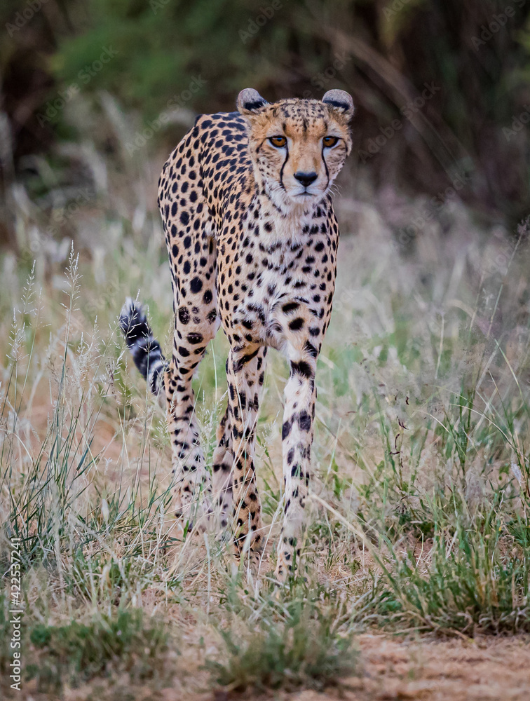 Naklejka premium Cheetah in Kenya, desperately looking for food