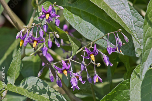 Foto flowers of bittersweet, solanum dulcamara
