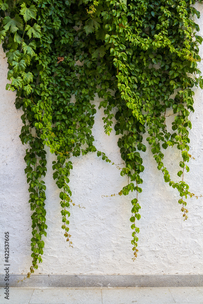 Fototapeta premium green ivy on wall