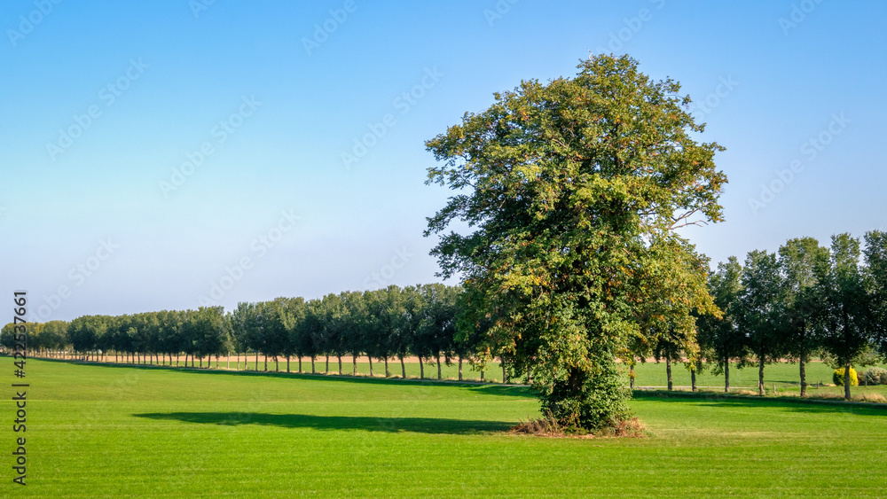 In the summer fields near the small Dutch village of Wilp on a September day, a big tree is standing tall. There is also a road with a row of trees next to the field. In the summer fields near the small Dutch village of Wilp on a September day, a big tree is standing tall. There is also a road with a row of trees next to the field.