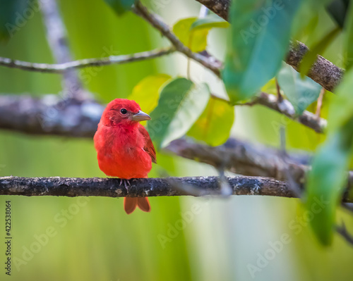 Close up of bright red summer tanager of Costa Rica. photo