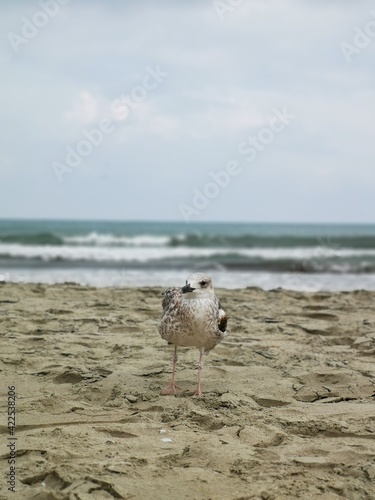 dog on the beach