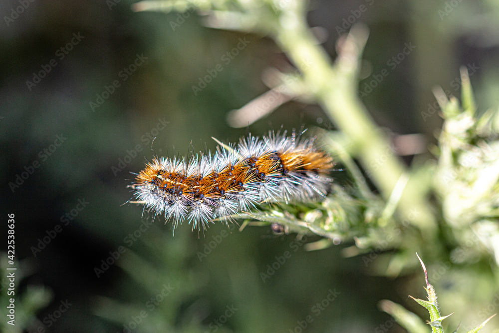 Fototapeta premium close up on Thaumetopoea caterpillar