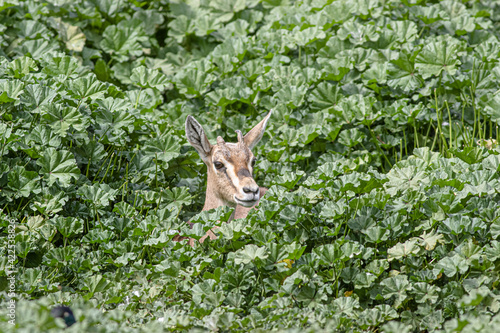 a gazella hiding in the bush photo