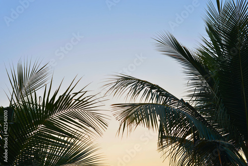 tropical palm tree with sun light on blue sky