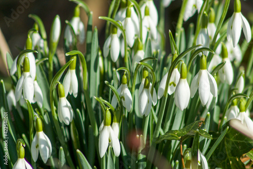 Snowdrops (Galanthus nivalis) in woodland