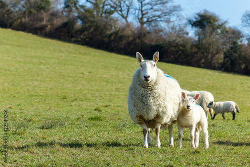 Ewe with her lamb