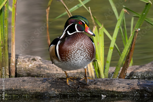 Photography The most beautiful male wood duck standing on a log with water and plants behind him