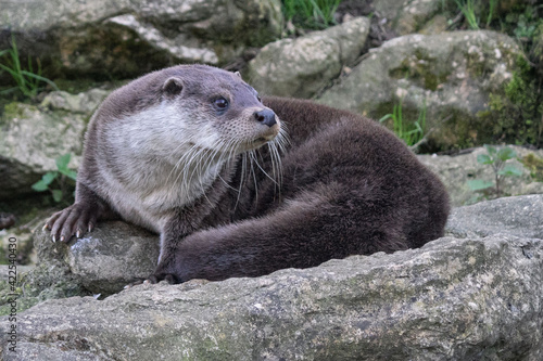 The Eurasian otter also known as the European otter