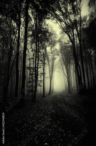 road through dark forest at night, creepy halloween landscape