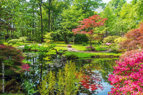 Amazing landscape in japanese garden in the Hague  Rhododendrons and japanese maple with red leaves and reflections in pond 