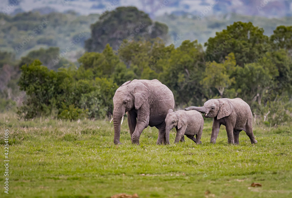 Female elephant waks with her two offspring in Kenya