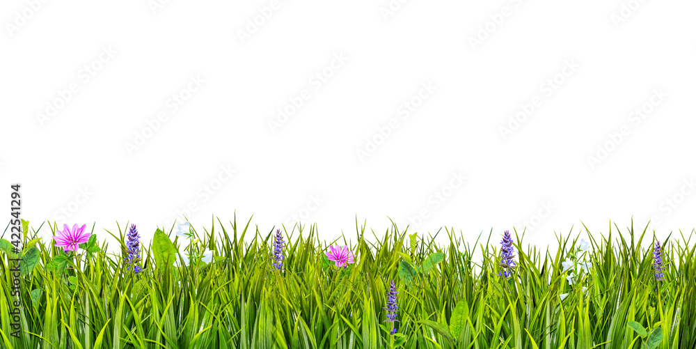 Naklejka Green grass and wild flowers isolated on white background