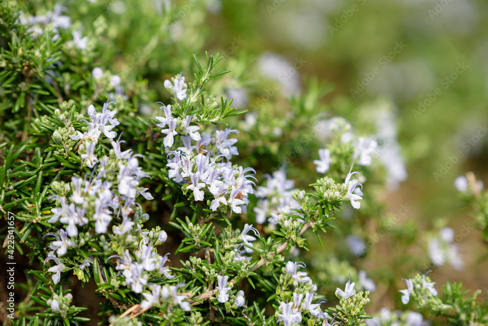 Rosemary flowers in full bloom Rosemary flowers in full bloom