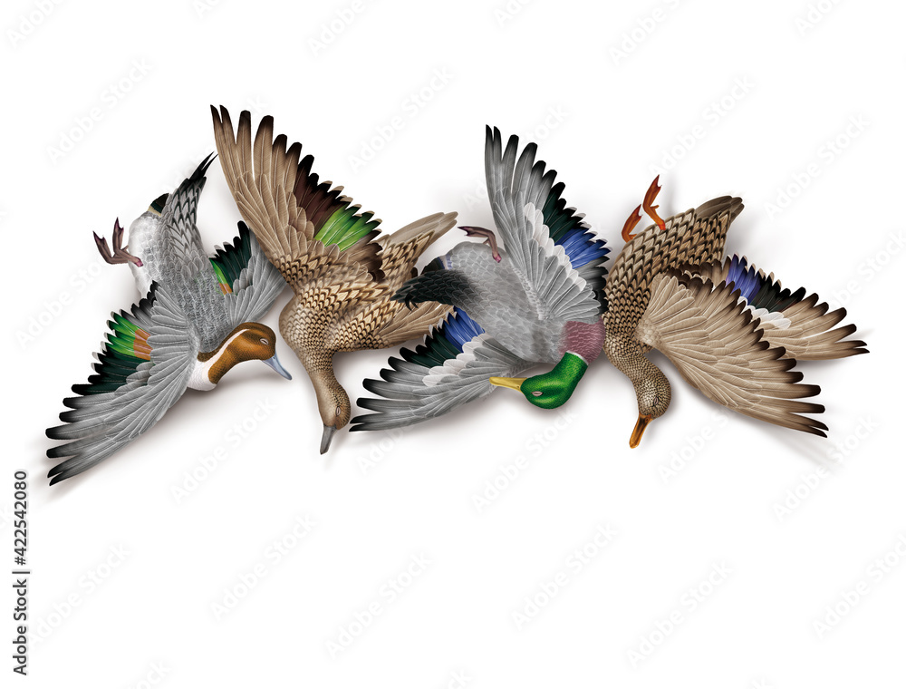 Fototapeta premium la chasse, tirer, canard, colvert- pilet, nature morte, femelle, mâle, volant, ciel, vol, atteindre, tuer, oiseau, animal, nature, ailes, faune, bleu, blanc, sauvage, mer, oie, empennage, liberté,