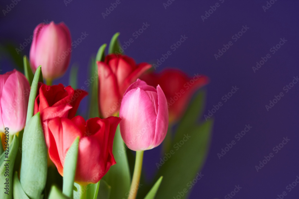 Close up view to the bouquet of pink and red tulips on vivid background. Close up view to the bouquet of pink and red tulips on vivid background.