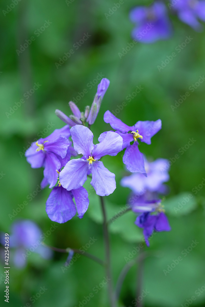 薄紫の美しい花大根の花