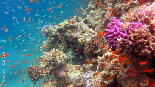 coral reef in sea