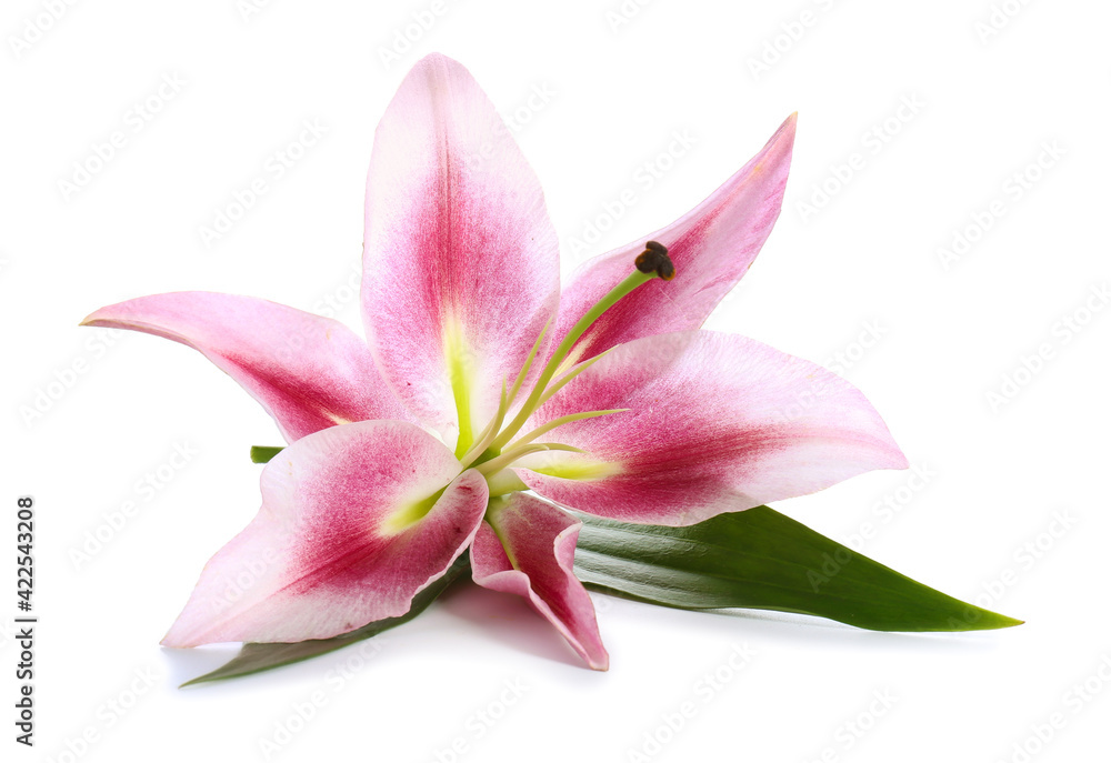 Beautiful lily on white background