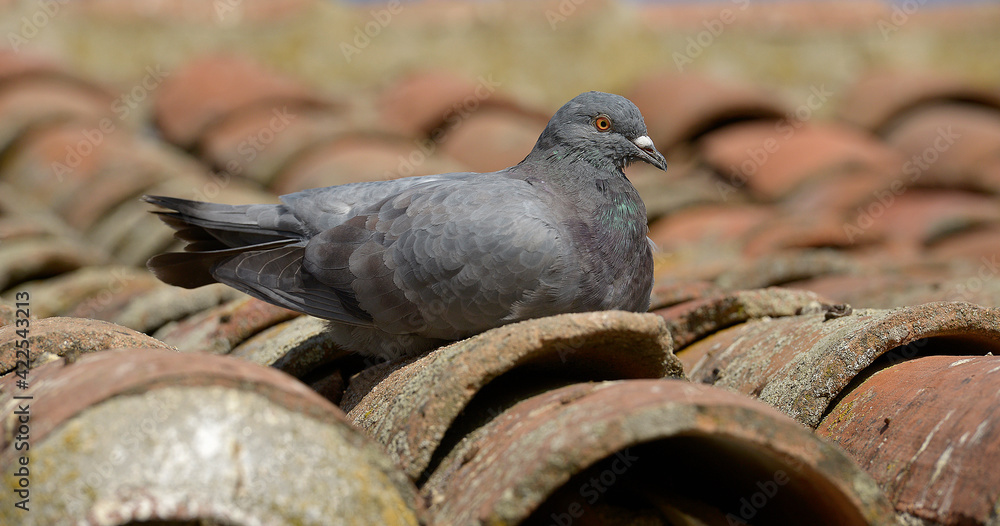 Fototapeta premiumPigeon lying on a tile roof