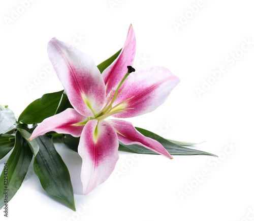 Beautiful lily on white background