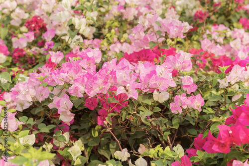 Pink bougainvillea flower on blurred background photo