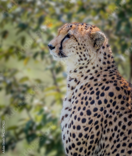 Portrait of a very quiet cheetah, resting after eating photo