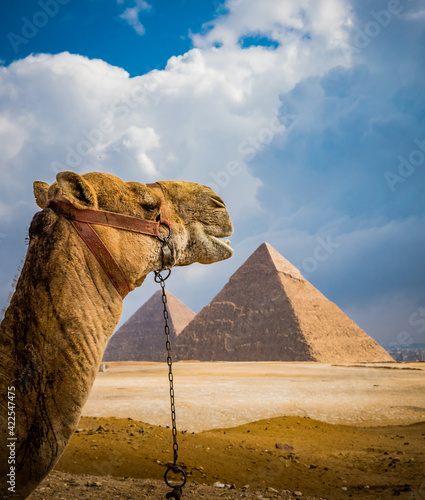 Portrait of camel frames the pyramids of Giza