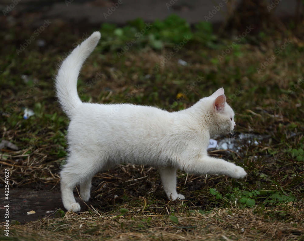 Fototapeta premium White cat walks on last year's grass