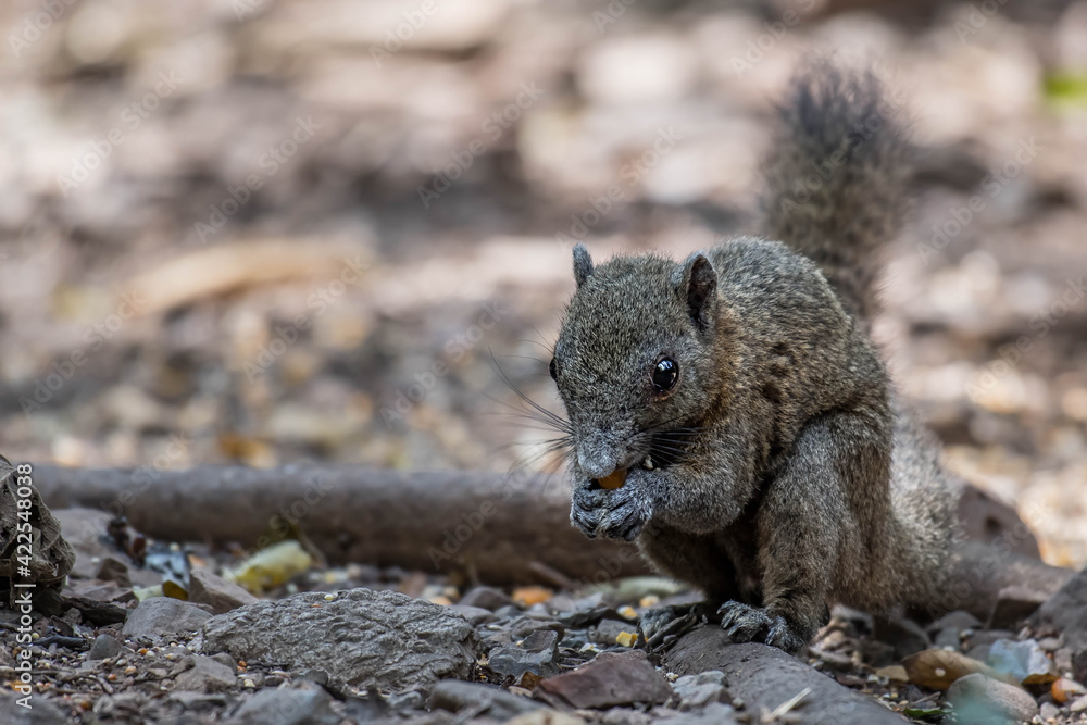 Squirrel on branch in nature. Squirrel on branch in nature.