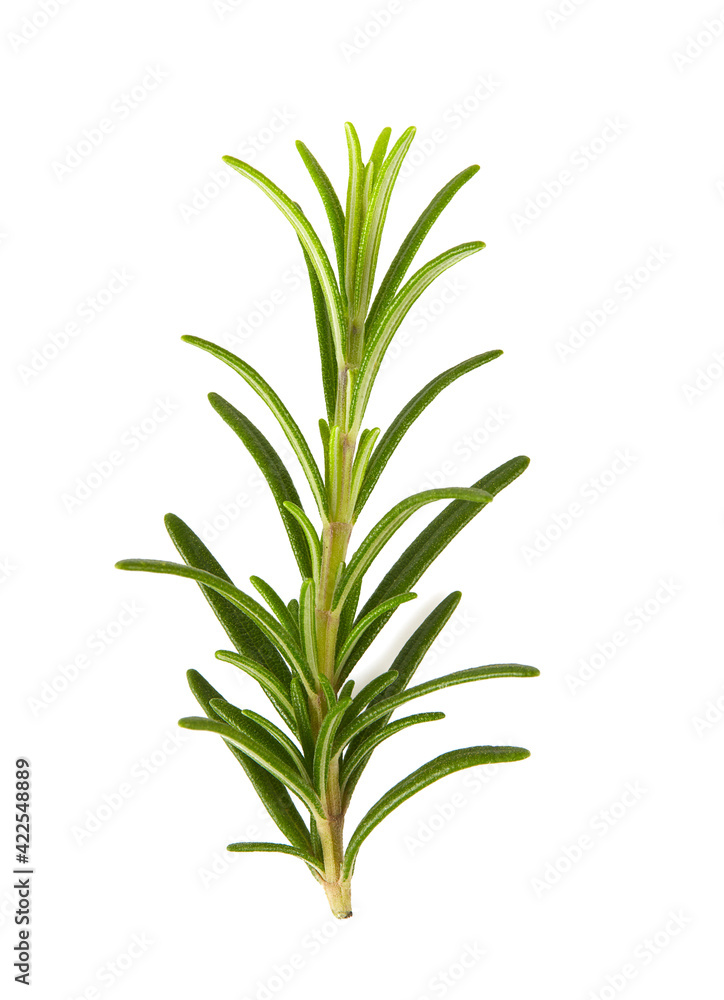 rosemary twig isolated on white background rosemary twig isolated on white background