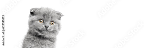 gray cat with beautiful eyes on a white background