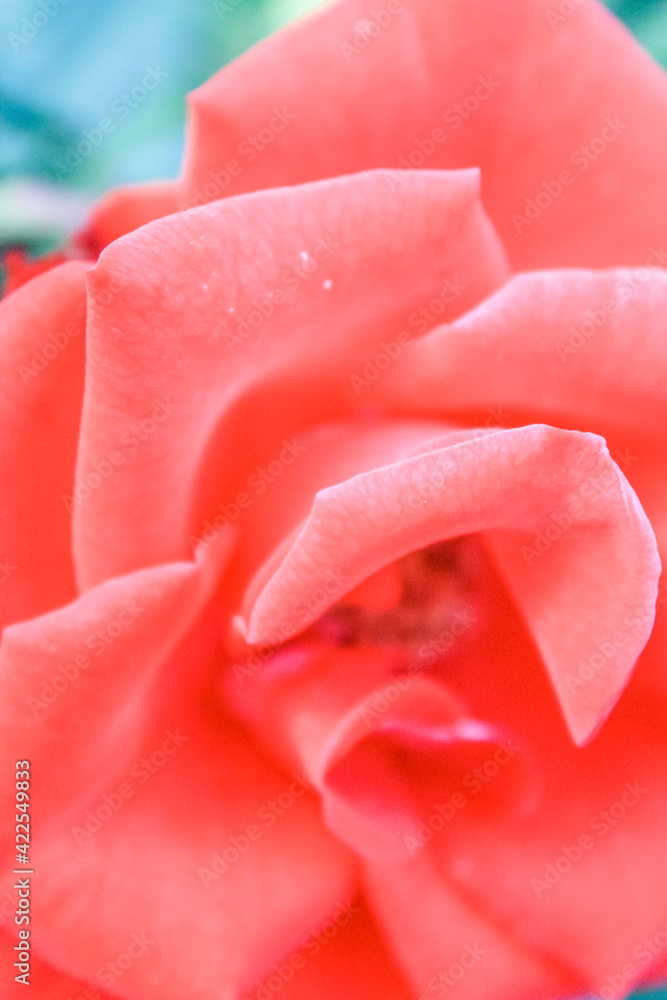 Romantic red rose in the garden Romantic red rose in the garden